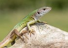 Green lizard.jpg : Bulgaria Spring Macro, Stara Kresna, Natures Images, 29 April, 2022, Olympus III